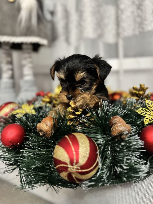 Міні хлопчик йорк