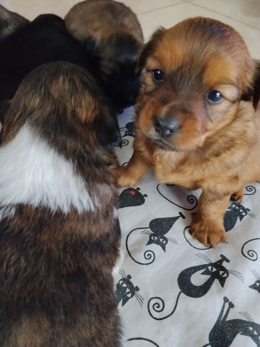 Szczeniaczki do oddania za darmo