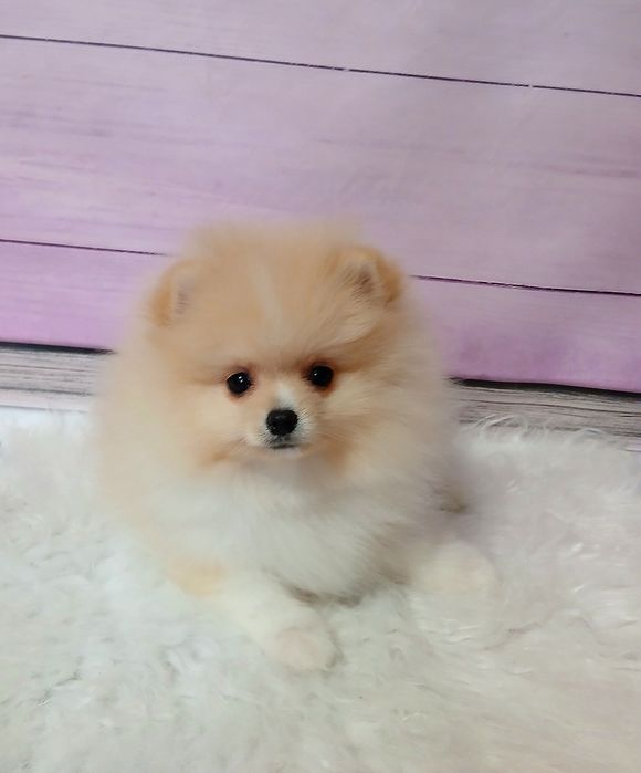 Хлопчик 2,5місяці померанського шпіца