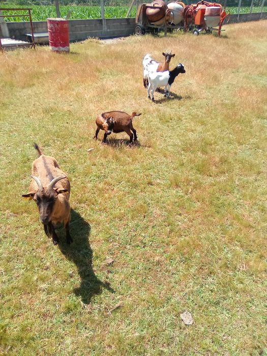 Vendo cabrito anão