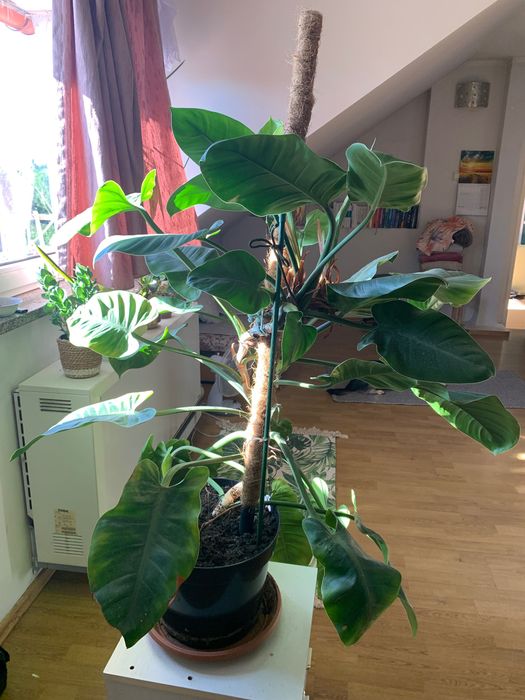 Duży filodendron na paliku, często kwitnie