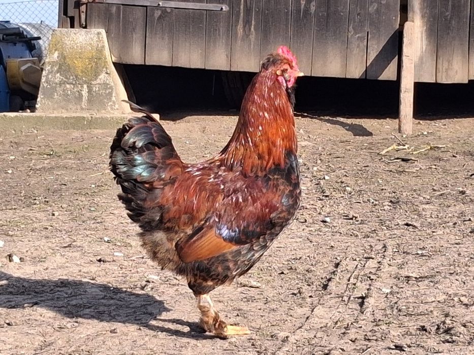 Sprzedam młode koguty