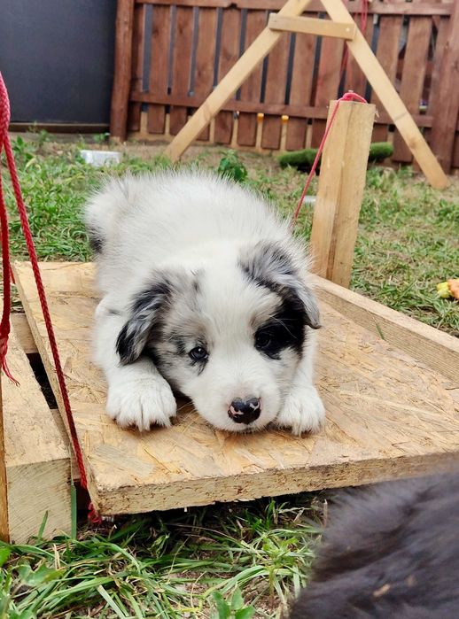 Border Collie ZKwP FCI