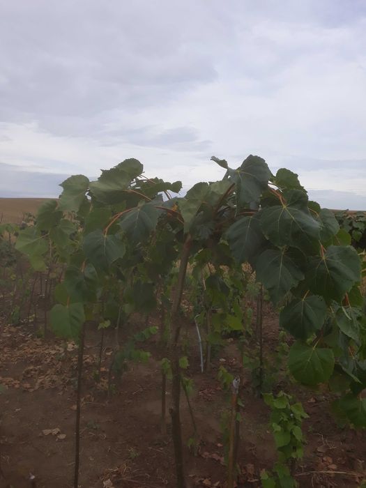 Ozdobne lipy miododajne dostepne wiele odmian  kwitna nawet w sierpniu