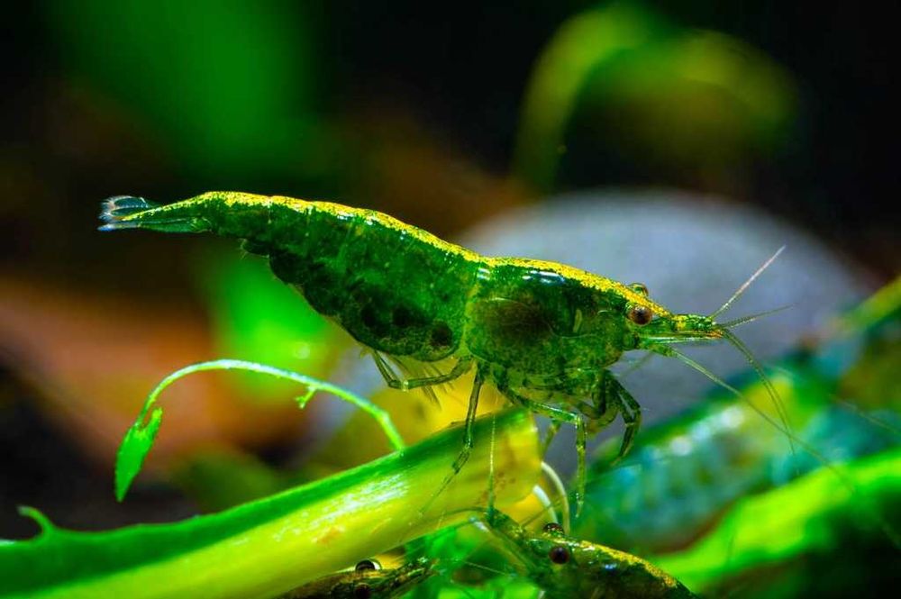 GB Krewetka Ciemno Zielona - Green Jade Dark - dowóz ryb!