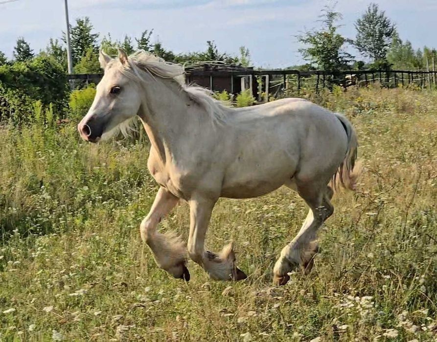 Gypsy cob nie tinker
