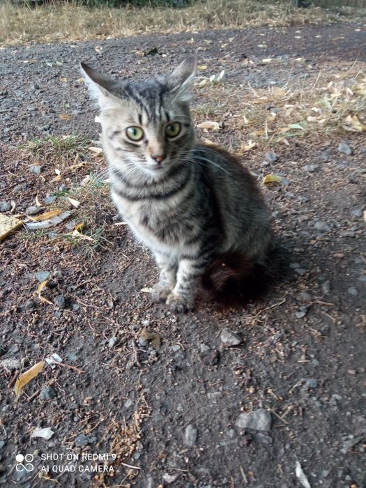 Рися проситься в сім'ю