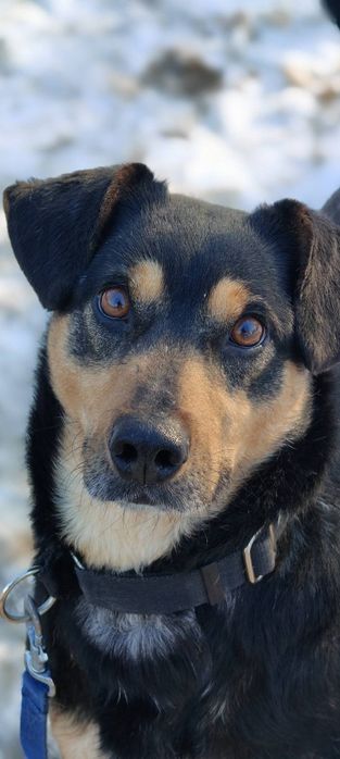 Zakochaj się w Bobiku