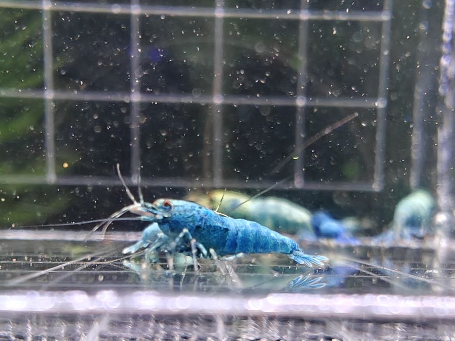 Krewetki Caridina Blue Bolt