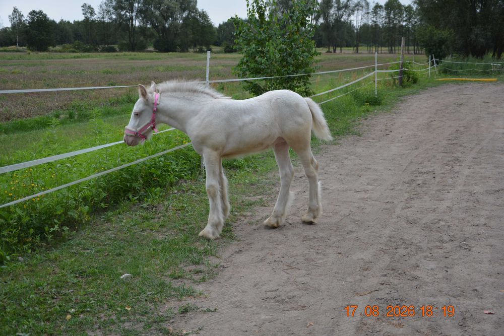 Wyjątkowy ogierek IRISH COB – MAGIC KASZMIR