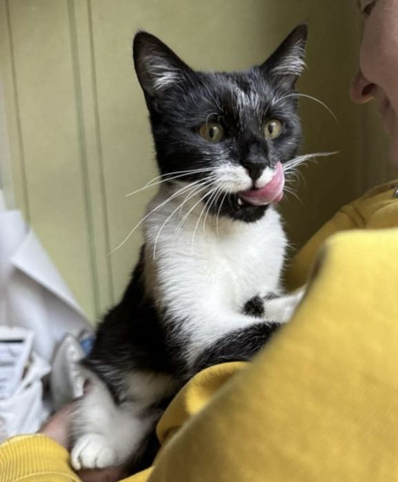 Кошеня, котеня, котенок, котик, киця, кицюня, кітка, кіт