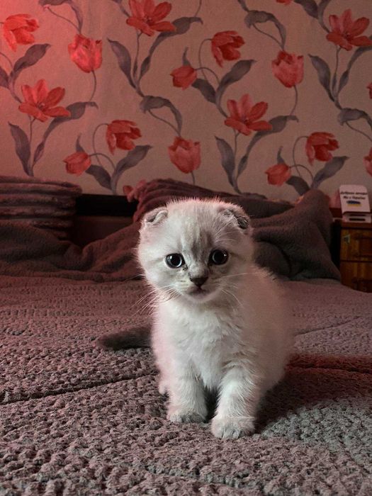 Кому комочки щастя?