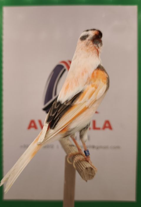 Canários arlequim português