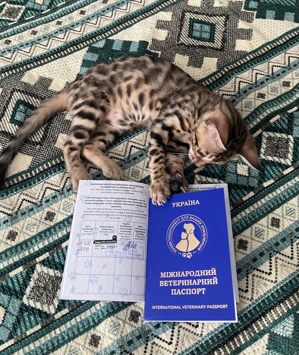 Бенгальске кошенятко