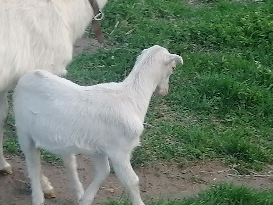 Kózki koziołki  na ad sprzedaż