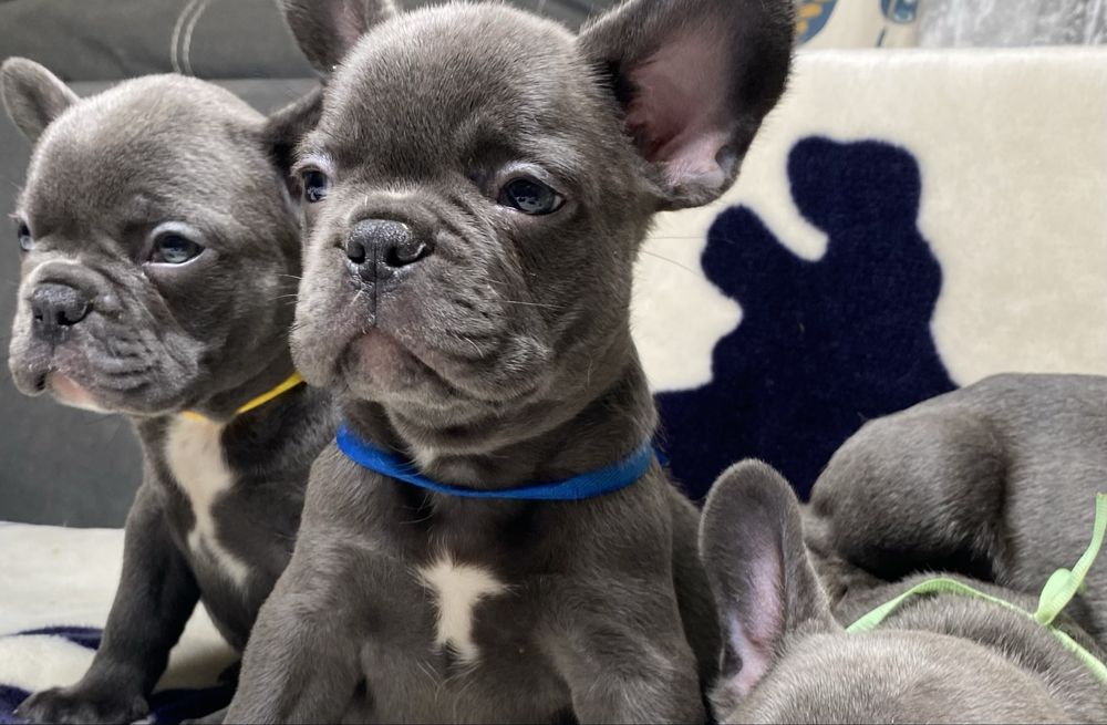 Французький будьдог