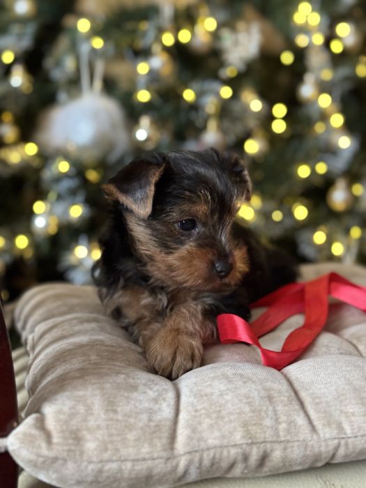 Маленька дівчинка Йорк