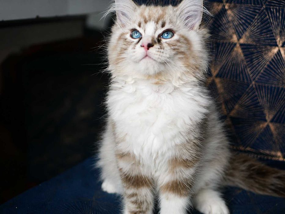 Kot Ragdoll piękny kocurek seal bicolour lynx FPL, FIFE