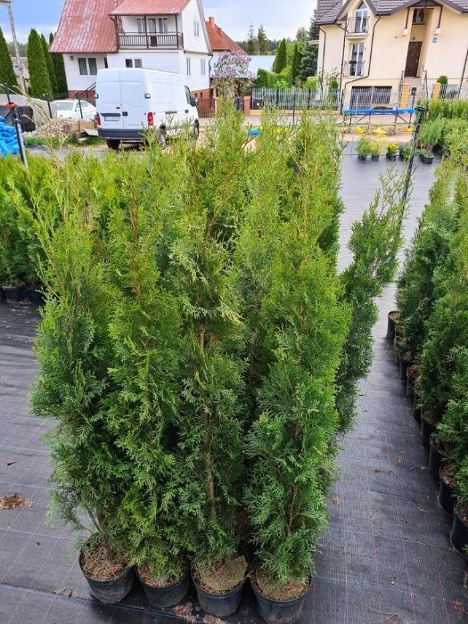 PRODUCENT Tuja Szmaragd 150 - 170 cm w Donicy 10L DOWOZIMY Max przyjec