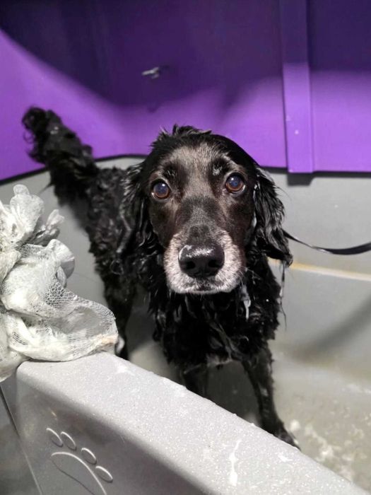 Profesjonalne zabiegi pielęgnacyjne dla wszystkich psów