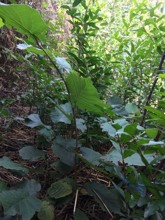 Саджанці фундука Саженцы фундука
