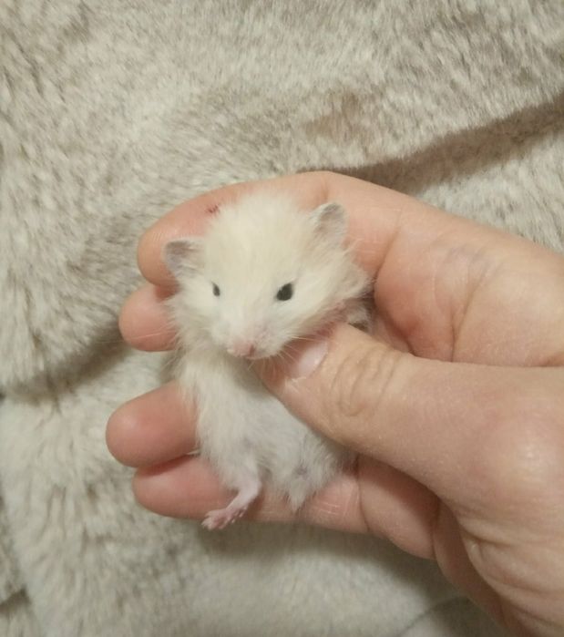 Хомяк серый белый рыжий хомячок домашний ручной в Харькове купить джун