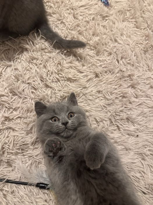 Sprzedam kotke brytyjska niebieska