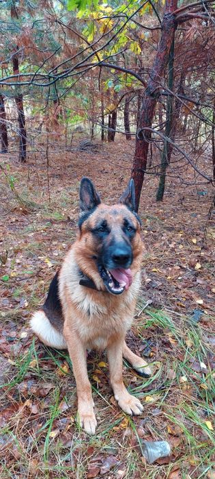Кабель Німецької вівчарки в'язка