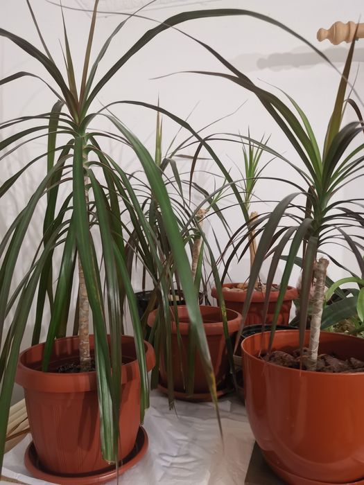 вазон Драцена двоколорна 60-70 см