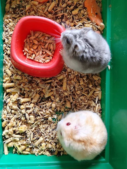 Джунгарский хомяк