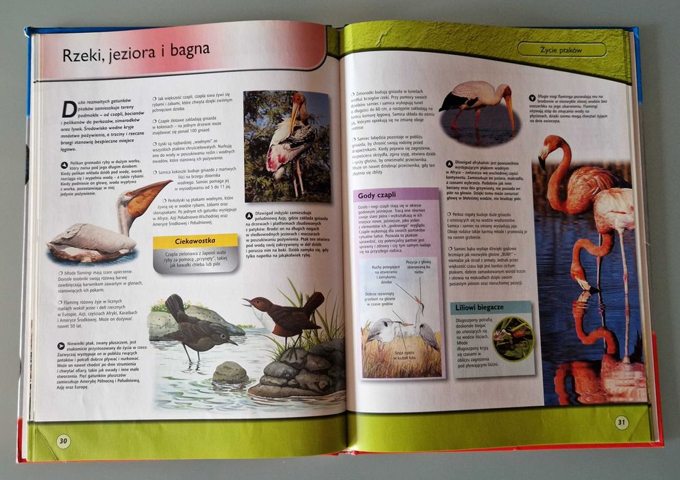 Życie na ziemi. Życie ptaków (wyd. SBM, red. Elżbieta Wójcik)