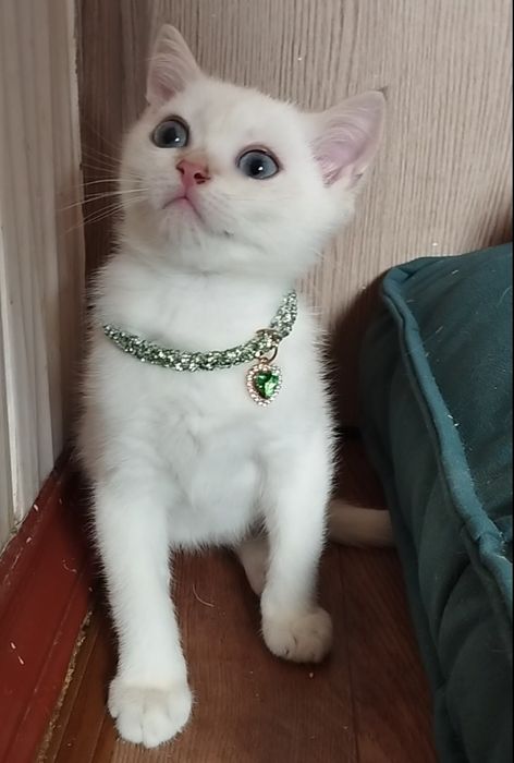 Кошеня!Плюшева срібна шиншила