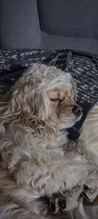 В'язка американський кокер спаніель