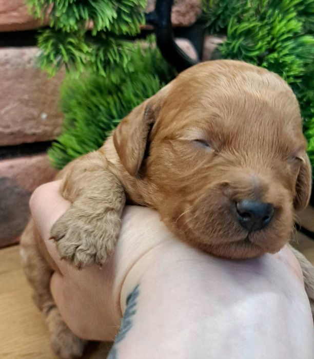 cockapoo   malutka dziewczynka