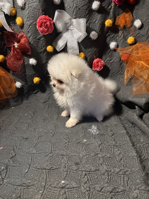 Spitz anão lulu da pomerania  femea