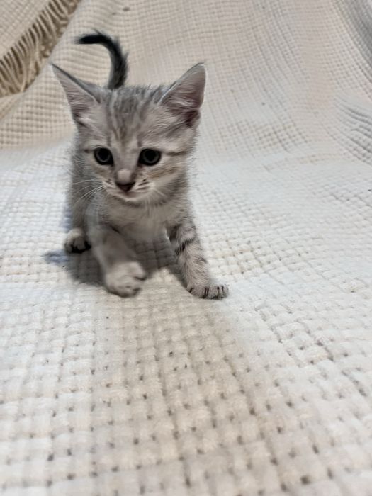 Кошеня хлопчик шукає господаря