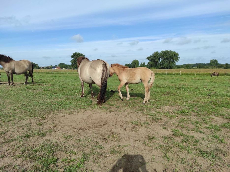 Klaczki konik polski