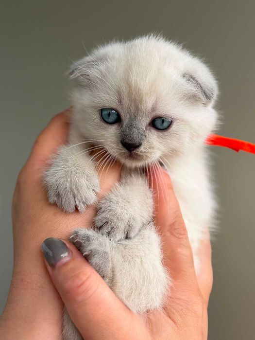 Gatinha Scottish Fold de cor Seal-Point