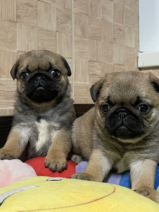 Мопс цуценята хлопчики і дівчатка КСУ Голден Пак