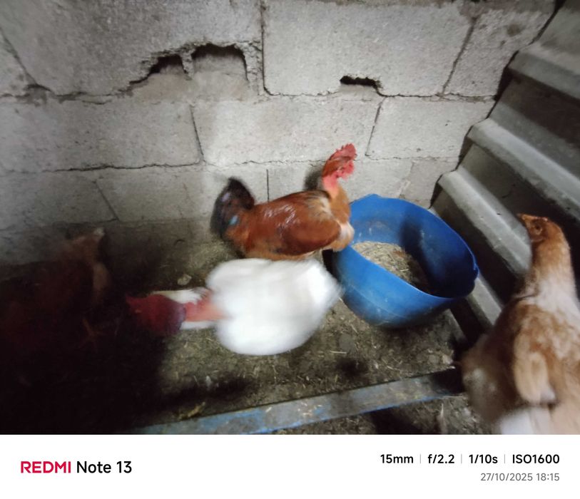 Vendo frangos caseiro