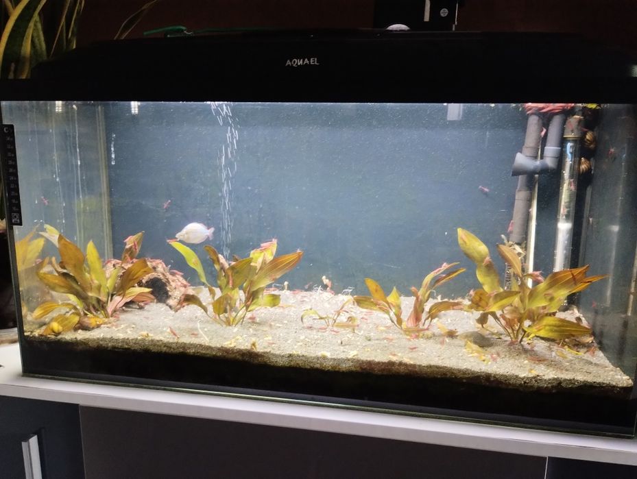 Ryby Zwinnik jarzeniec. Kosiarka wlasciwa. Ślimaki Helenka. Neritina