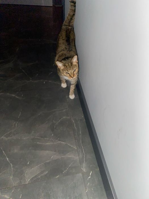 Ma 3 kotki wychowane w domu