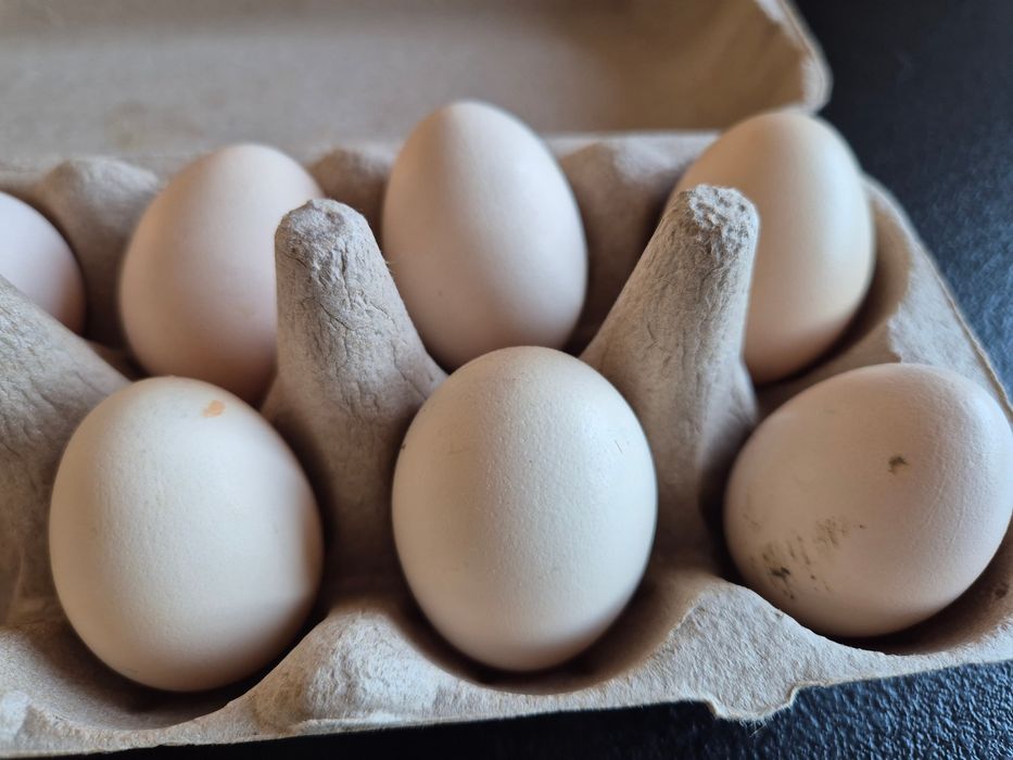 Jaja lęgowe silki  silka