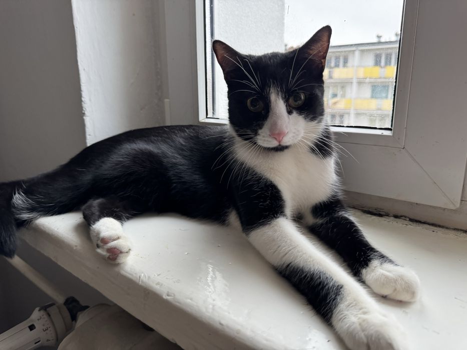 Bolus - kocurek szuak domu