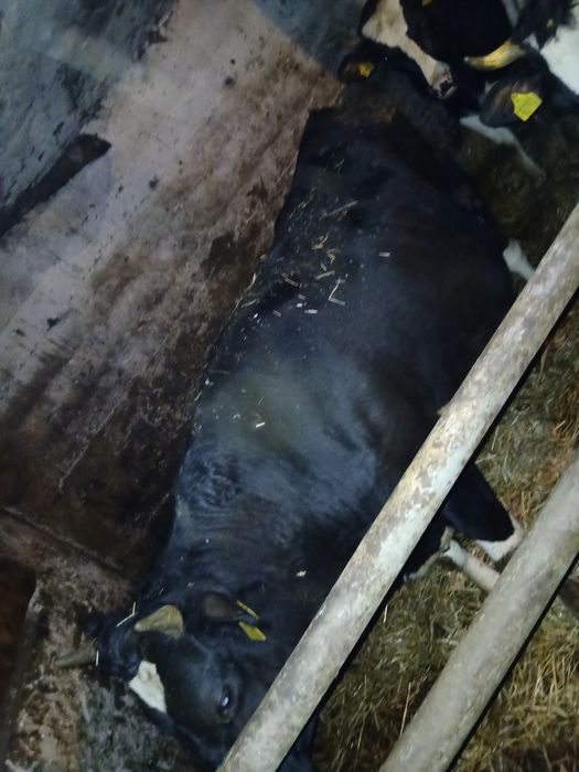 Jałówkę wysokocielną