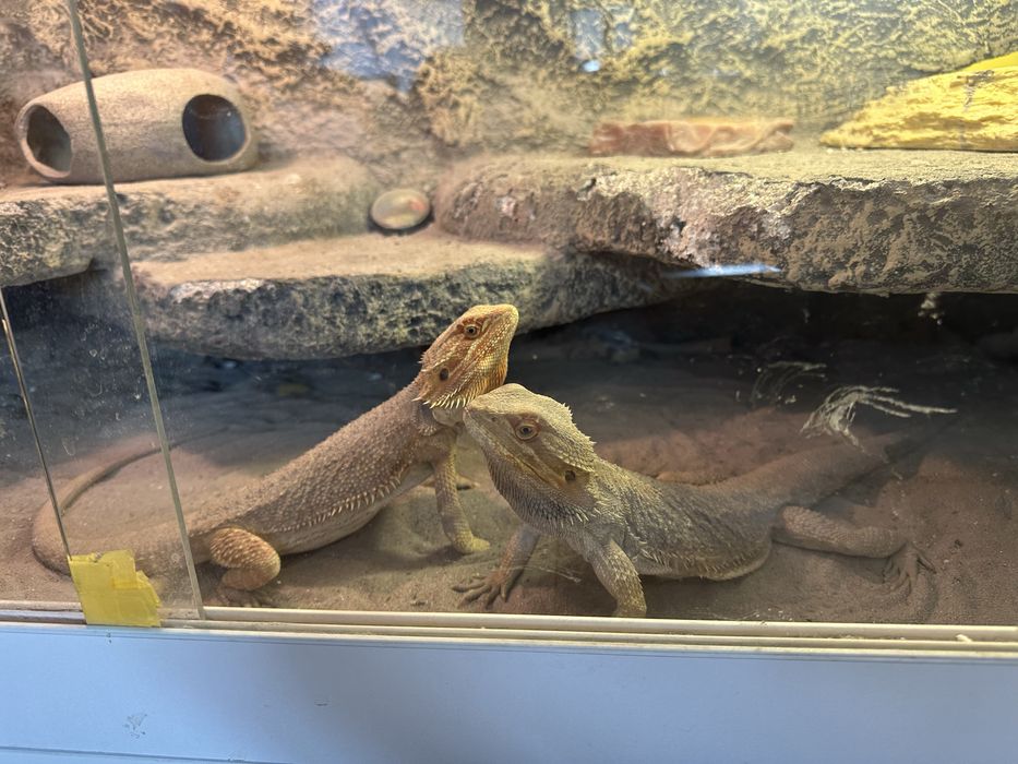 Terrarium i dwie agamy brodate