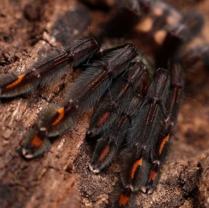 Psalmopoeus irminia L2