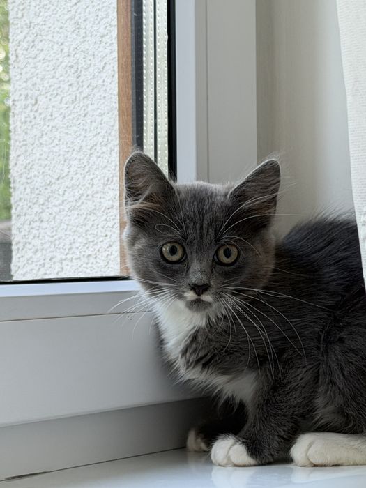 Милі кошенята шукають дім