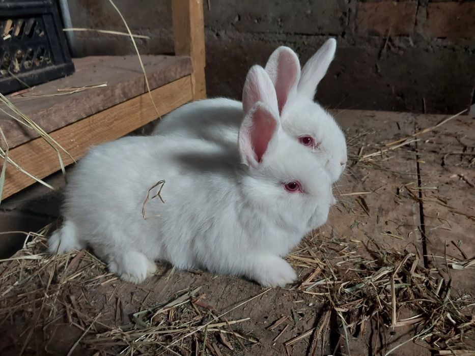 Króliki nw białe,kalifornia
