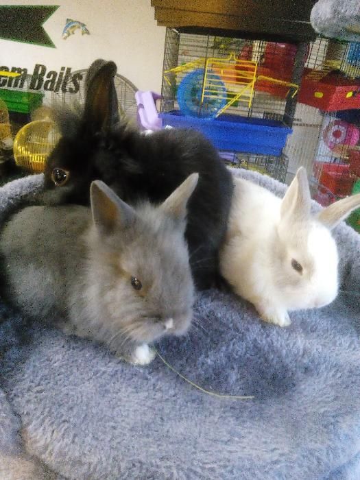 Królik króliki miniaturki barany angor karzełek teddy hermelin